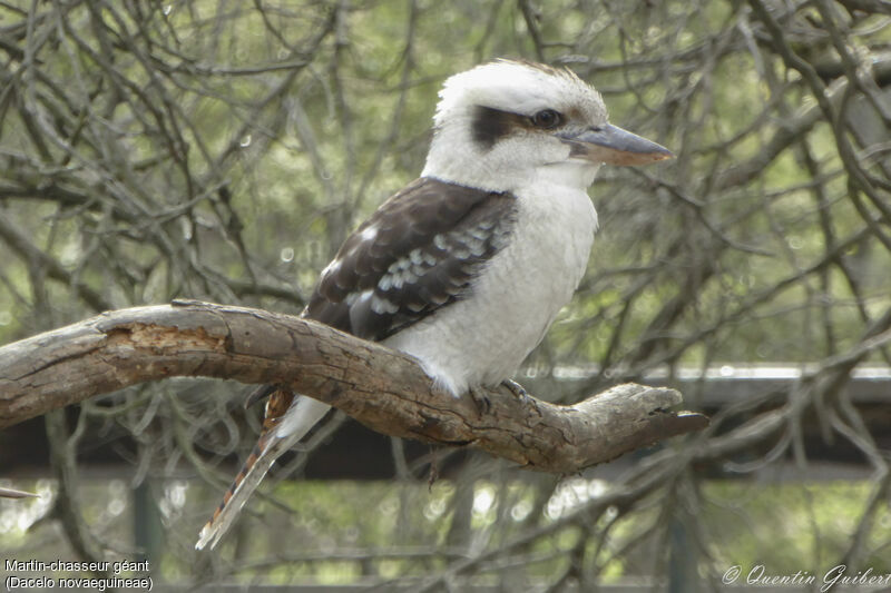 Martin-chasseur géant, identification