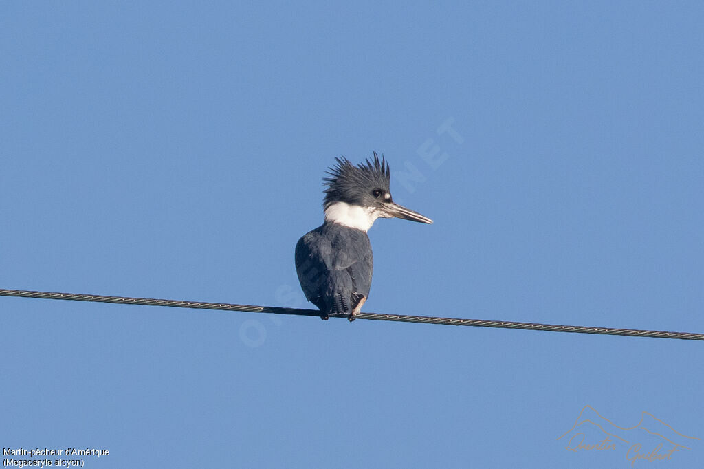 Belted Kingfisher