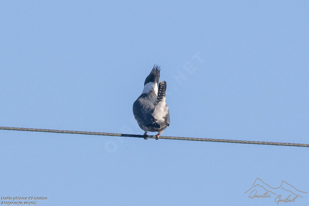 Belted Kingfisher