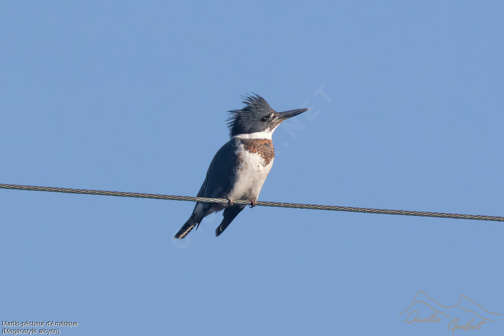 Belted Kingfisher