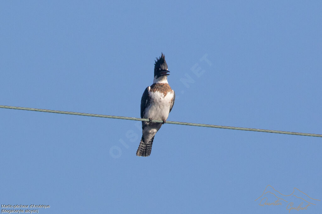 Belted Kingfisher female