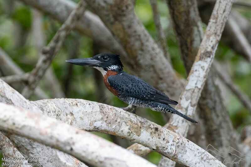 Giant Kingfisher, identification