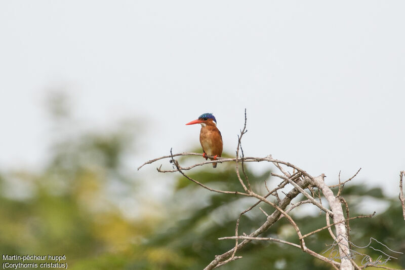 Malachite Kingfisher