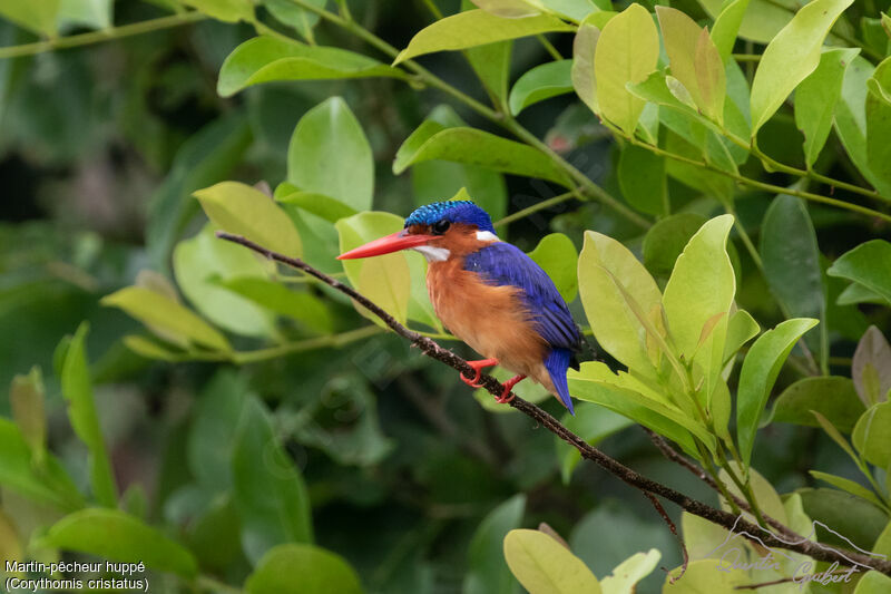 Malachite Kingfisher