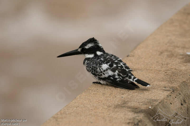 Pied Kingfisher