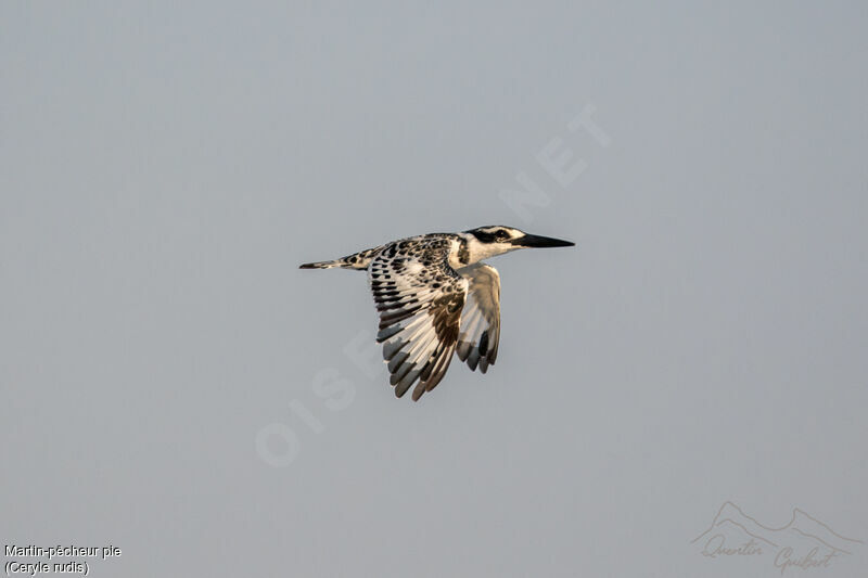 Pied Kingfisher, Flight