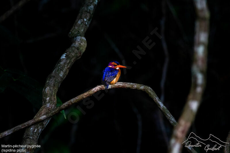 African Pygmy Kingfisher, identification