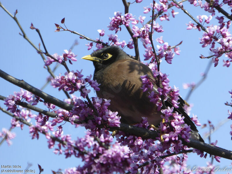 Common Myna