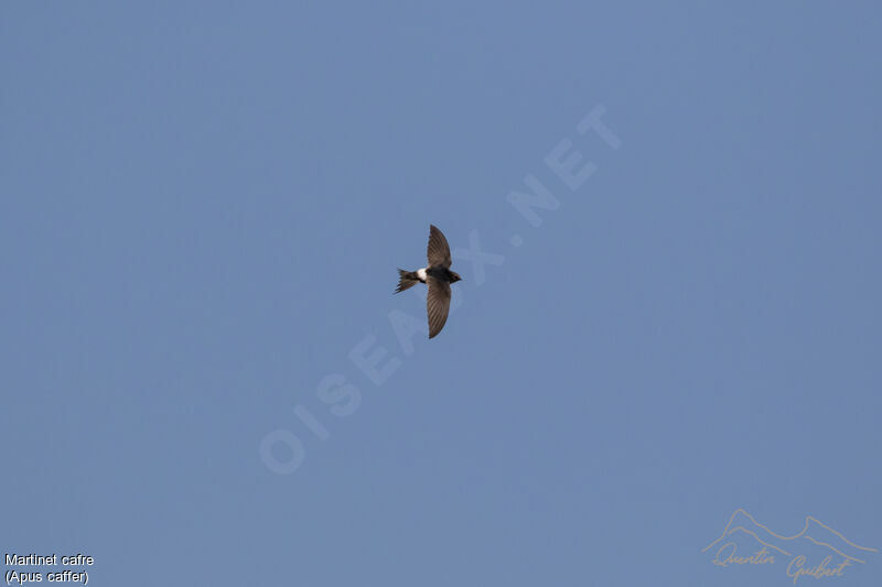 White-rumped Swift