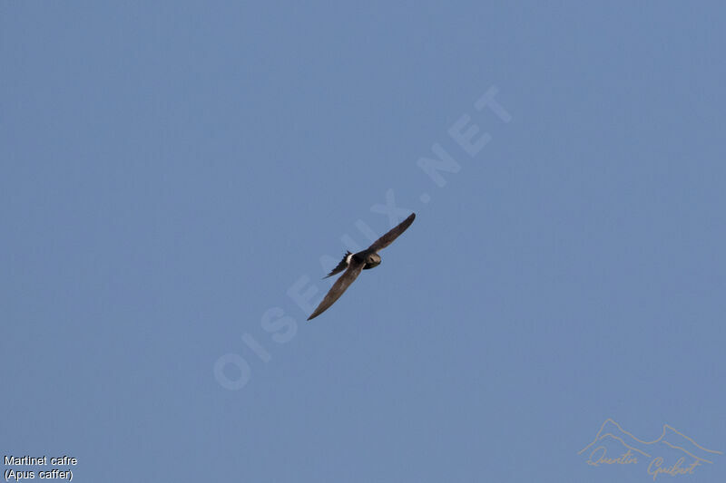 White-rumped Swiftadult, Flight