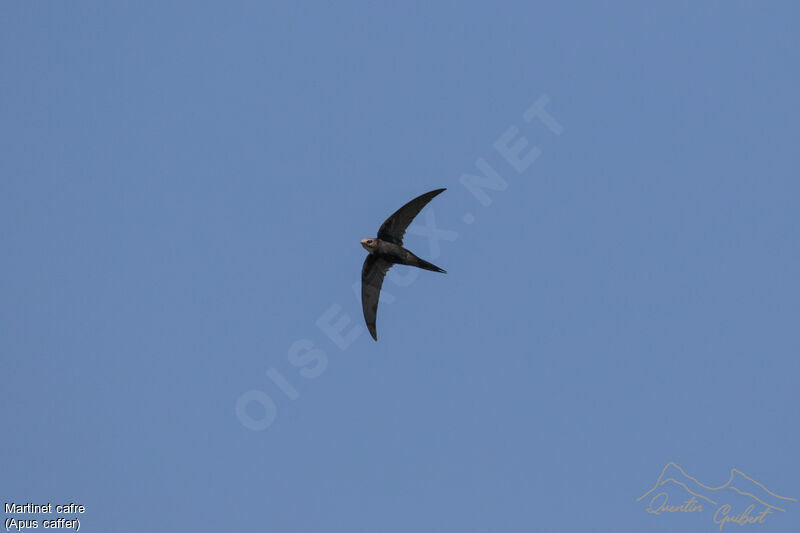 White-rumped Swiftadult, Flight