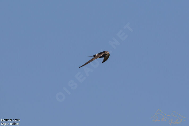 White-rumped Swift, identification, Flight