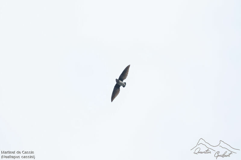 Cassin's Spinetail, Flight