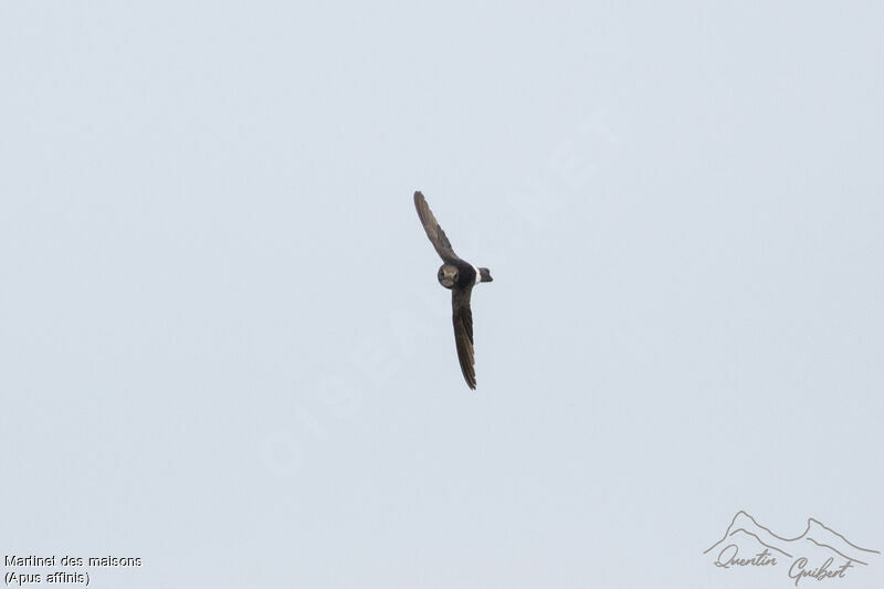 Little Swift, identification, Flight