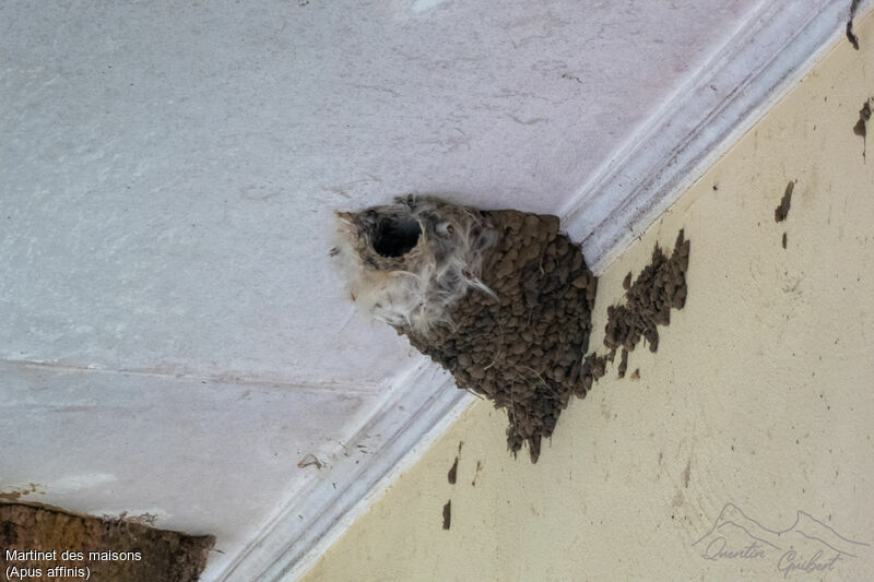 Martinet des maisons, habitat, Nidification