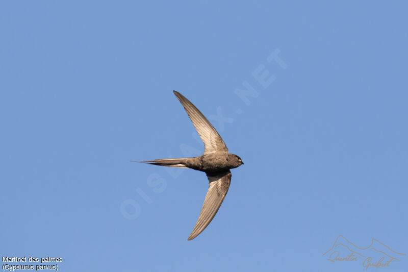 African Palm Swift