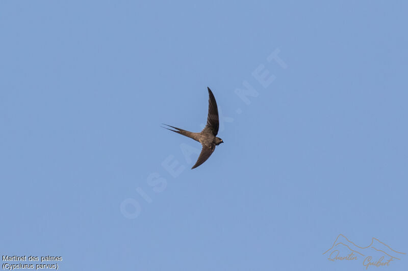 African Palm Swift