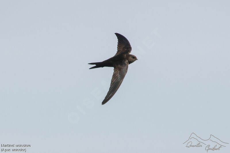 Plain Swift