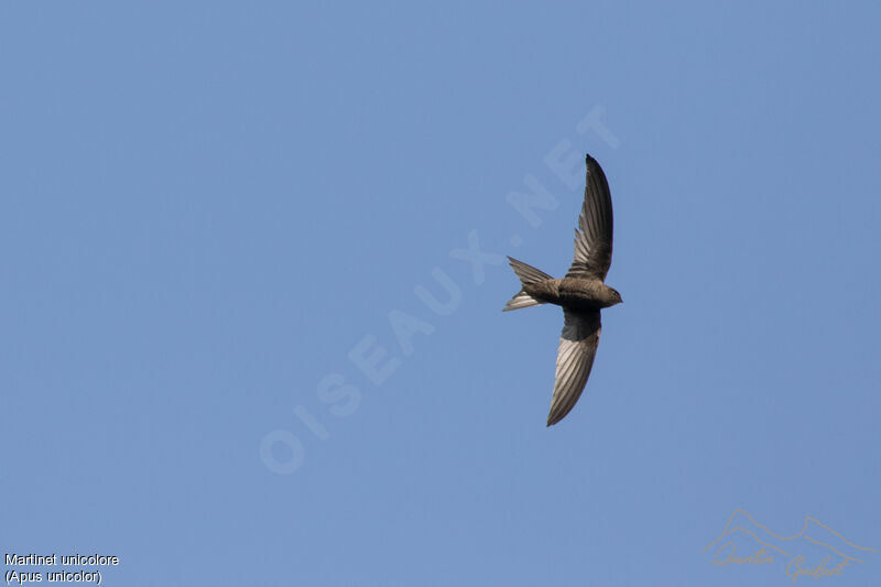 Plain Swift, identification, Flight