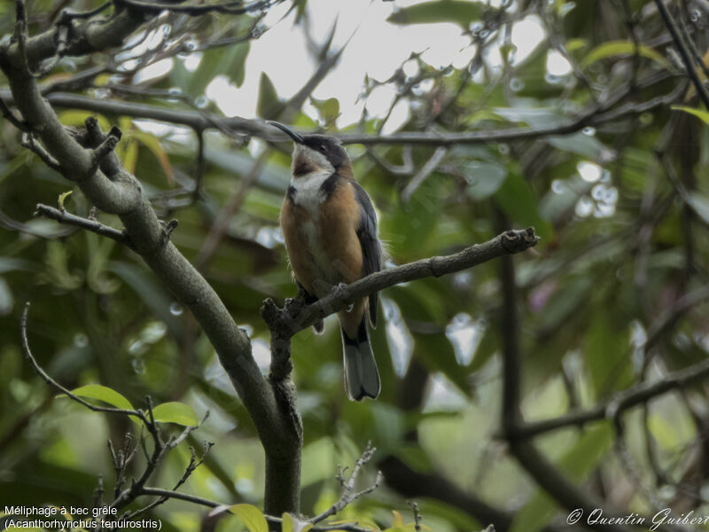 Eastern Spinebill