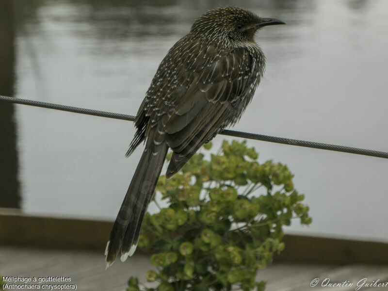 Little Wattlebird, identification