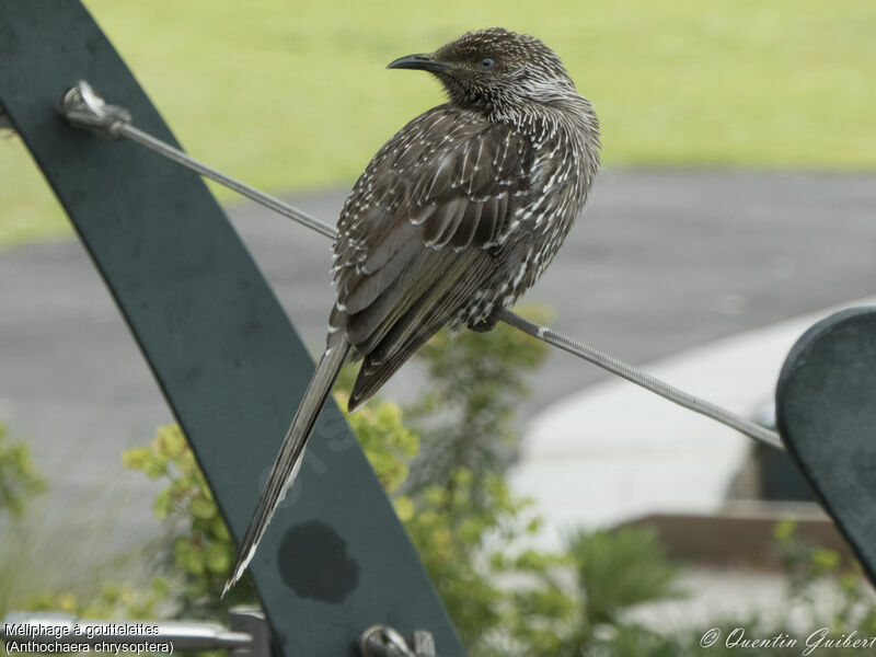 Little Wattlebird