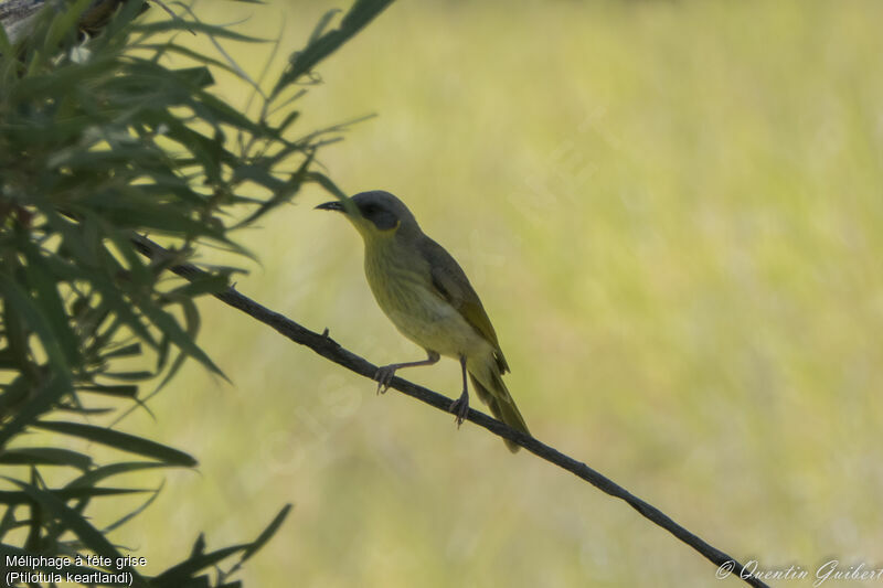 Grey-headed Honeyeateradult, identification