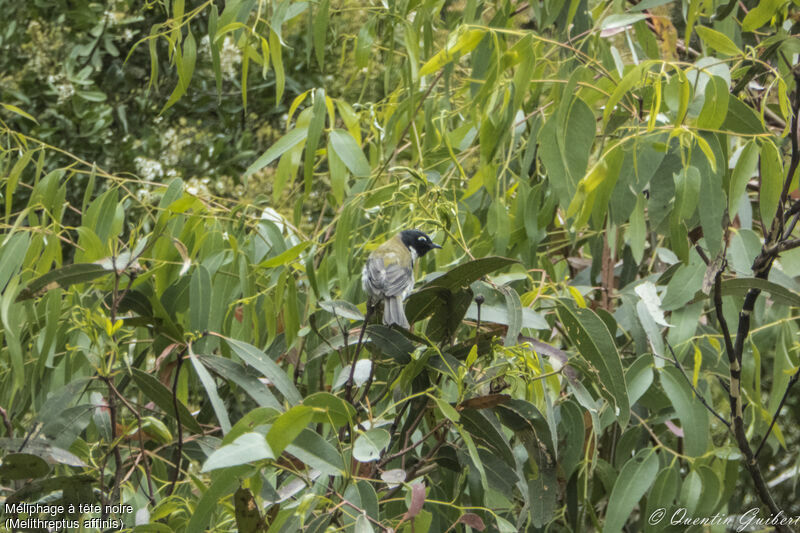 Black-headed Honeyeateradult, identification