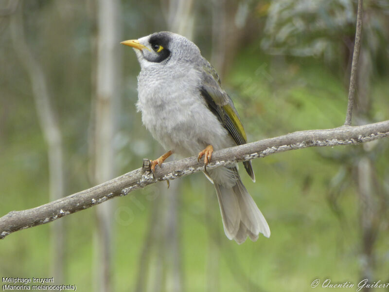 Noisy Miner