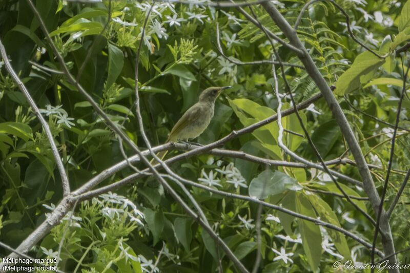 Yellow-spotted Honeyeaterjuvenile