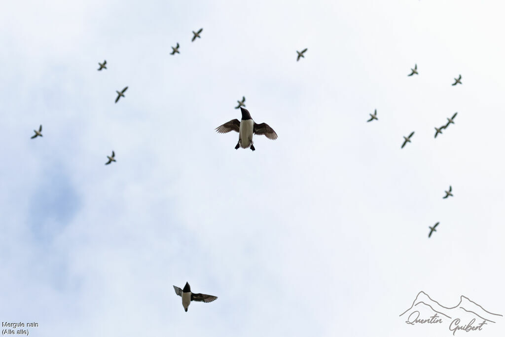 Mergule nain, identification, Vol