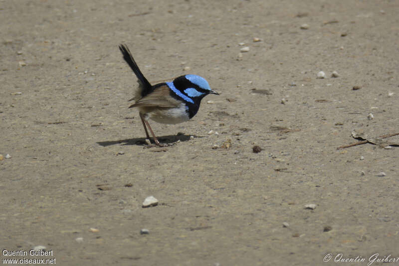 Superb Fairywren male adult, identification, walking