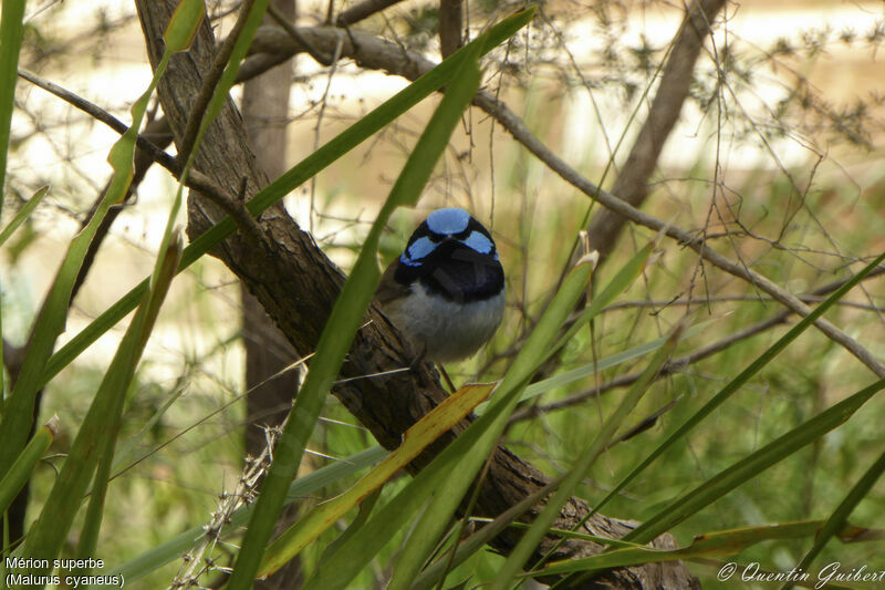 Superb Fairywren male adult, close-up portrait