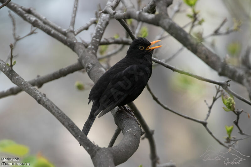 Merle noir mâle adulte nuptial, identification, chant