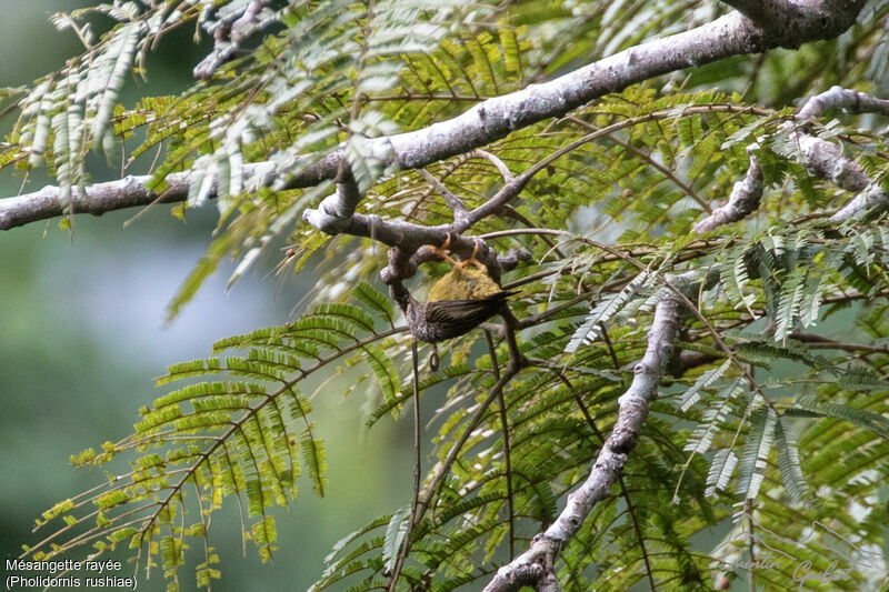 Tit Hylia, identification, eats