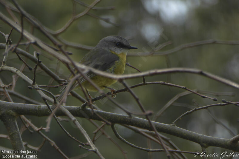 Miro à poitrine jaune, identification