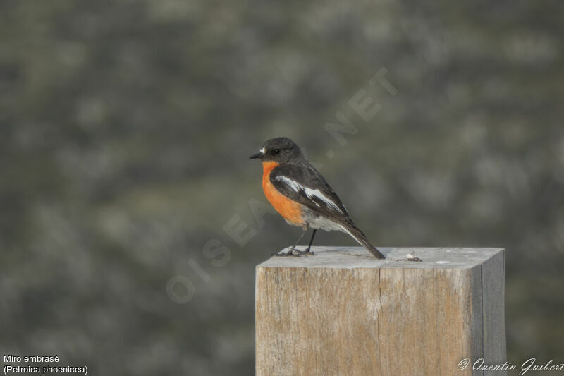 Flame Robin male adult breeding, identification