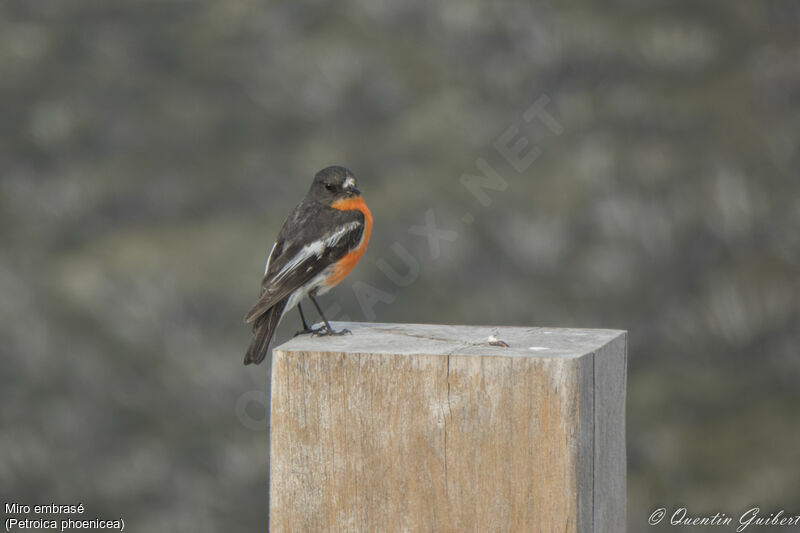 Flame Robin male adult, identification