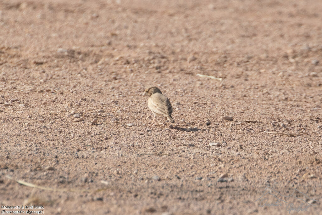 Black-crowned Sparrow-Lark