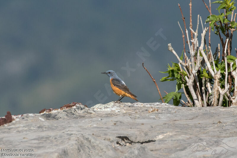 Common Rock Thrush male adult breeding, identification