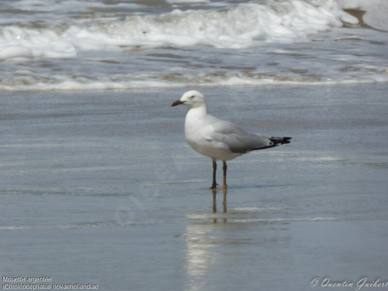 Silver Gull