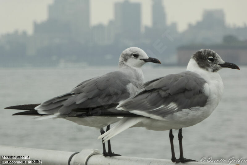 Mouette atricilleadulte