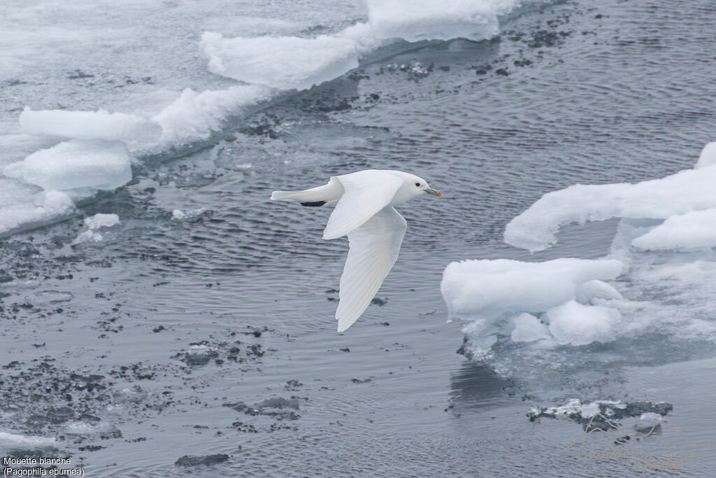 Mouette blanche