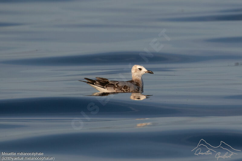 Mouette mélanocéphale1ère année, identification, nage