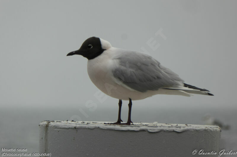 Mouette rieuseadulte nuptial, identification