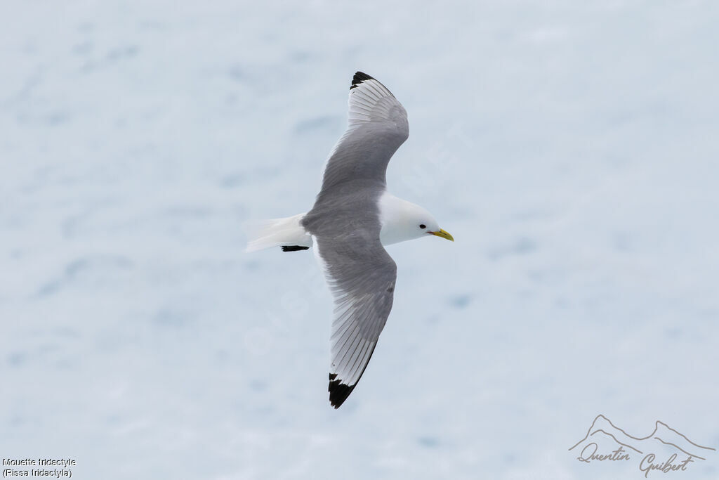 Mouette tridactyleadulte nuptial, Vol