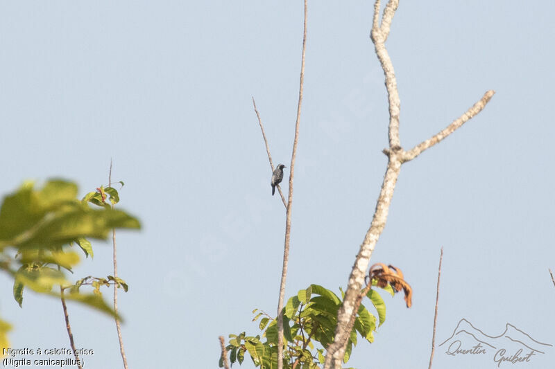 Grey-headed Nigrita, identification