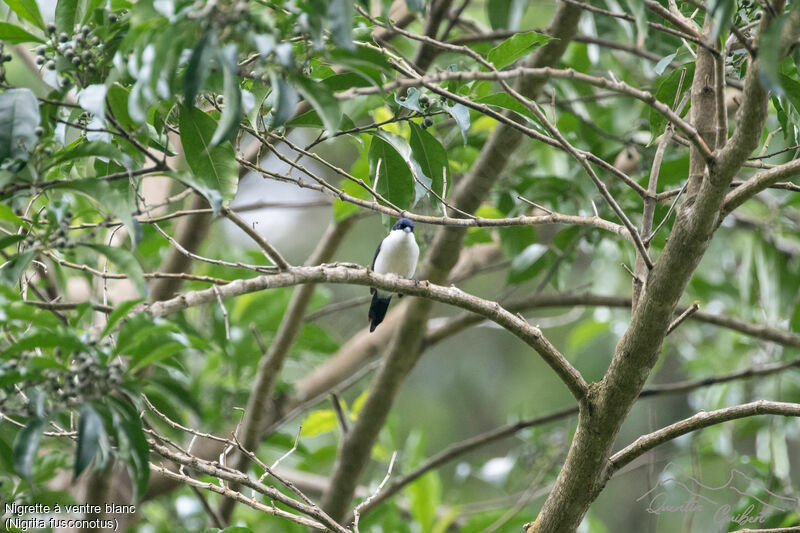 White-breasted Nigritaadult breeding, identification