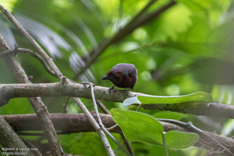 Chestnut-breasted Nigrita