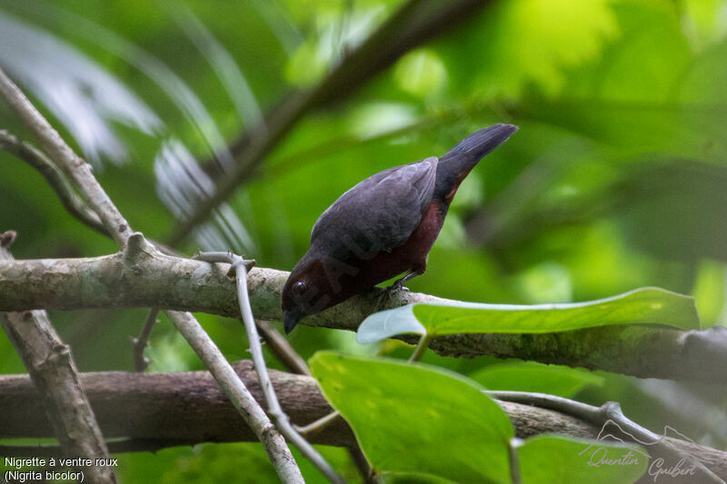 Chestnut-breasted Nigrita